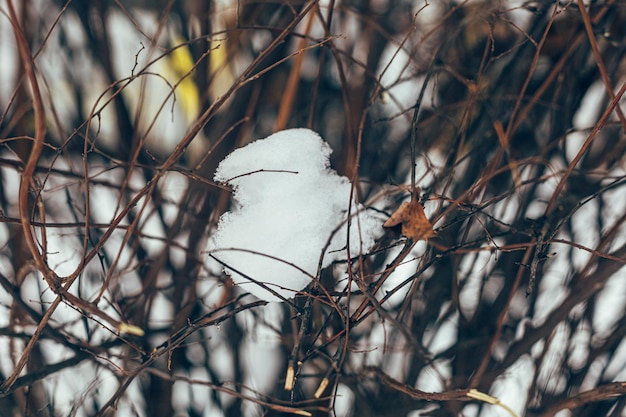 冬の雪に覆われた枝