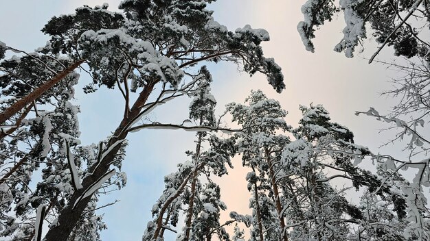夕暮れ の 冬 の 森 で 雪 に 覆わ れ た 松 の 冠