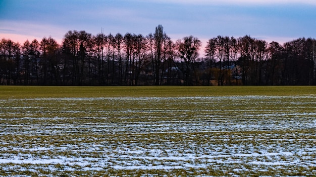 Snowcovered cultivated field with green grass In early spring before the sowing campaign