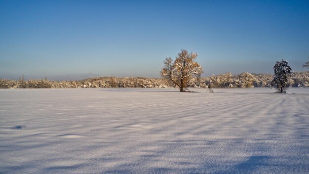 晴れた空の下の木々と雪に覆われた野原の冬の風景