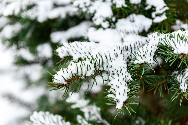 冬の雪に覆われたモミの木の枝