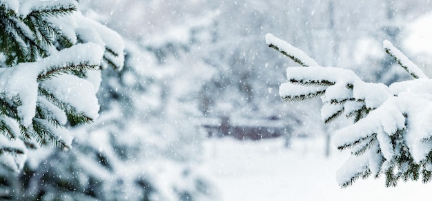 写真 降雪のクリスマスと年賀状の間に冬の公園で雪に覆われたモミの木
