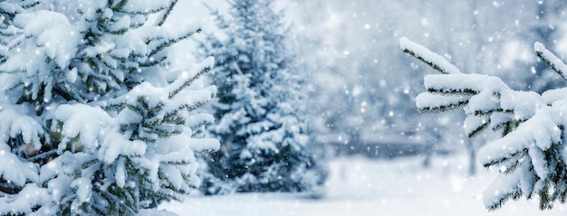 Snowcovered fir trees in the park during snowfall Snowfall in the winter park