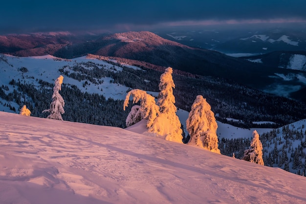 Snowcovered firs on sunrise or sunset in winter snowy mountains