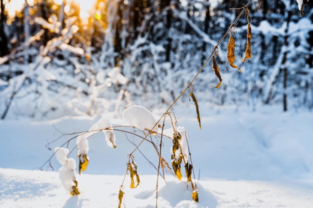 Snowcovered grass in a winter forest against the sun Details of the snow forest