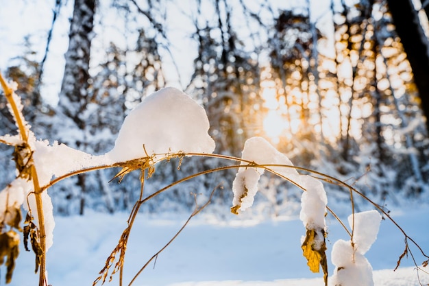 Заснеженная трава в зимнем лесу против солнца Детали снежного леса