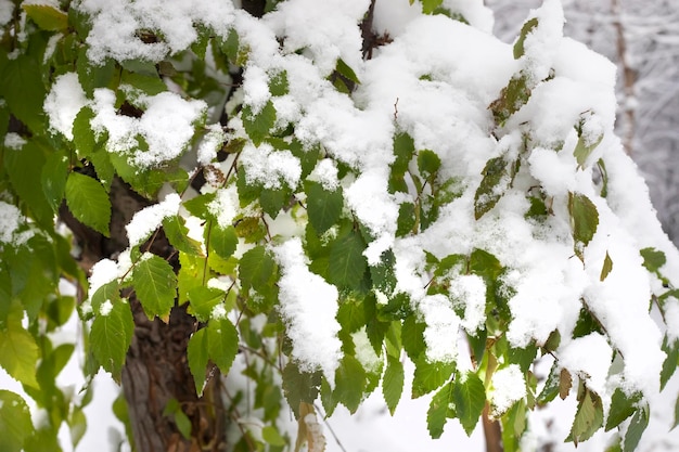 Snowcovered green leaves on branches of trees in forest