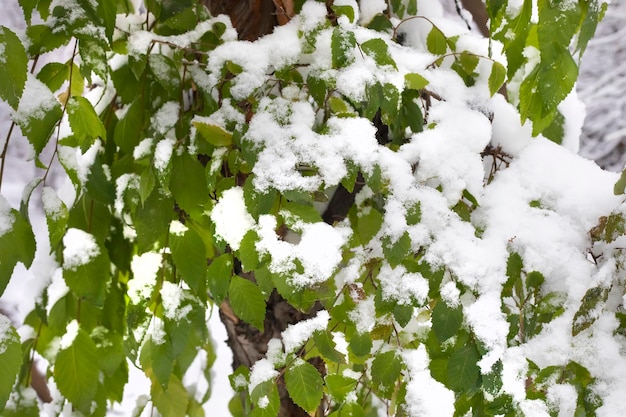 Snowcovered green leaves on branches of trees in forest