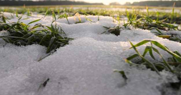 写真 雪に覆われた緑色の小麦の芽が近づいている