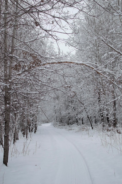 Snowcovered landscape in Russia Birch trees covered with snow on frosty evening Beautiful winter panorama Fantastic winter background Snowcovered trees in winter forest with road Vertical photo