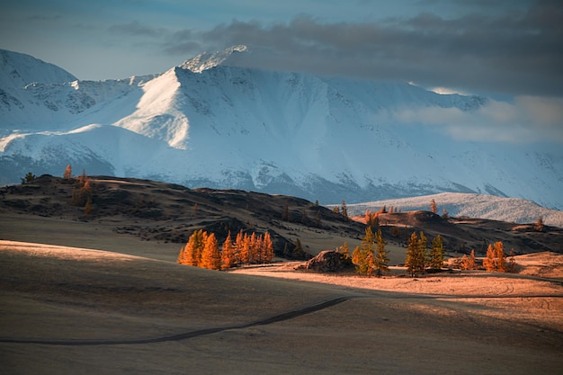 Snowcovered mountains with yellow autumn trees Altai mountains Russia