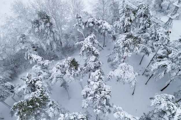 Snowcovered pine forest top view from the throne