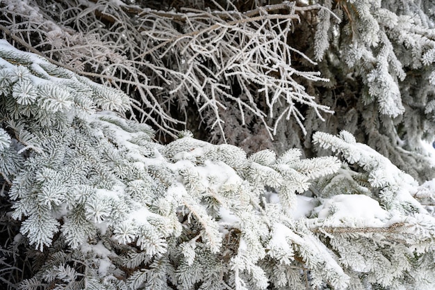 Snowcovered pine tree branch at sunset with ice fog in winter