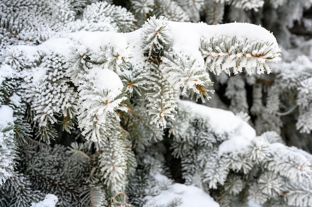 氷霧と夕暮れ時の雪に覆われた松の木の枝