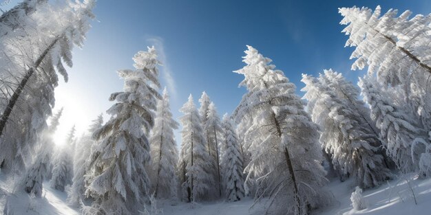 Фото Снежные сосны и чистое зимнее небо