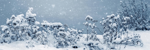 冬の降雪後の川岸の雪に覆われた植物