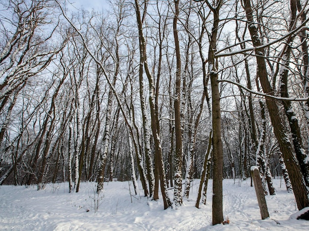 Snowcovered plants in the winter season