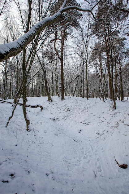 Piante innevate nella stagione invernale