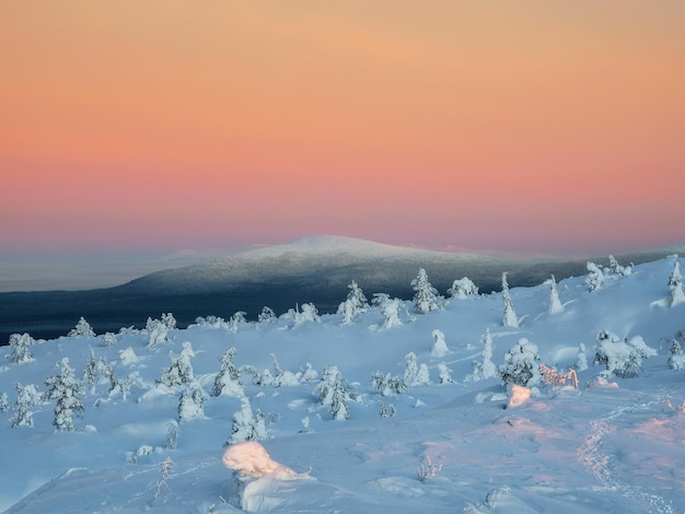 Snowcovered polar cone hill in winter early in the pink sky at\
the morning winter polaris landscape view of the snowcovered tundra\
and hills cold winter weather harsh northern climate