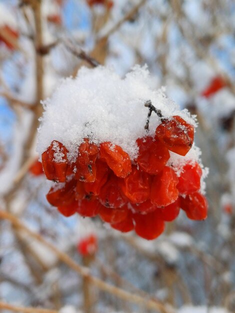雪に覆われた赤いベリー