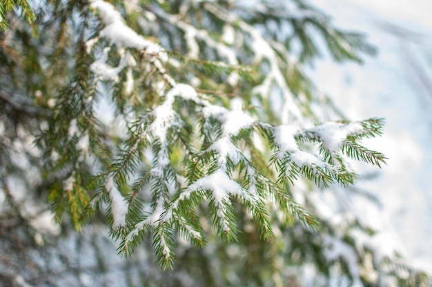 A snowcovered spruce branch on a frosty winter day Winter weather Natural background