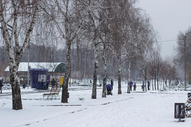 Заснеженная еловая ветка в парке Прогулка в зимнем парке