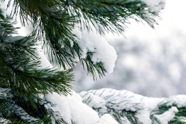 Snowcovered spruce branches with long needles