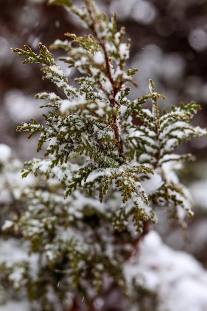 Snowcovered thuja branches Falling snow landscape macro photography Winter photo wallpaper