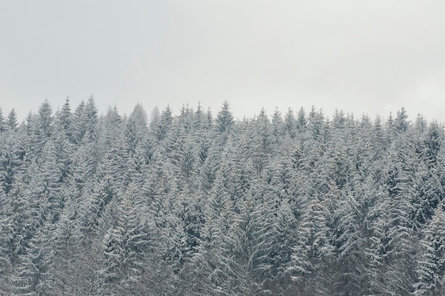 Snowcovered tops of firs Thick coniferous forest Winter landscape