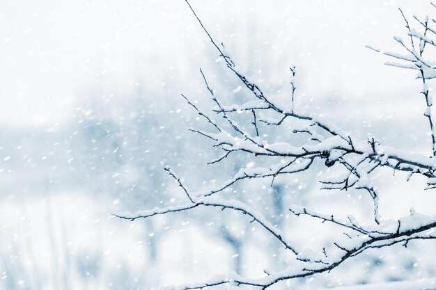 A snowcovered tree branch on a river bank during a snowfall