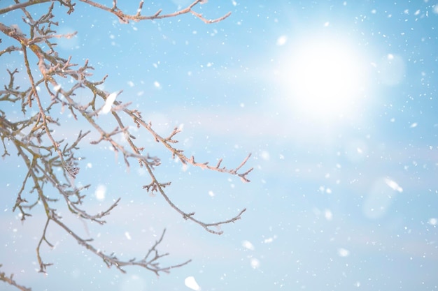 Snowcovered tree branches on a winter background