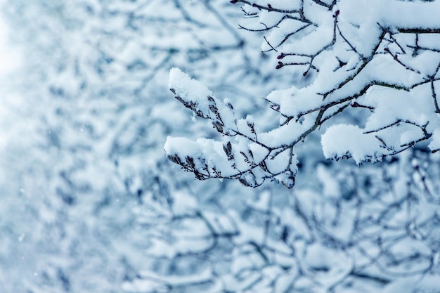 Snowcovered tree branches in the winter garden