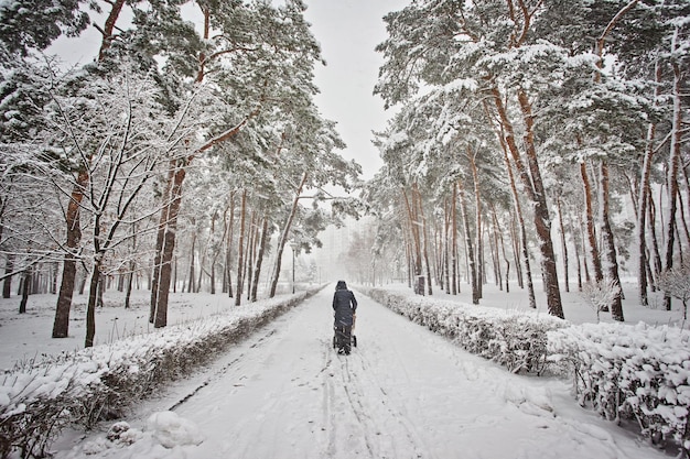 Snowcovered trees on a city boulevard and walk people at winter