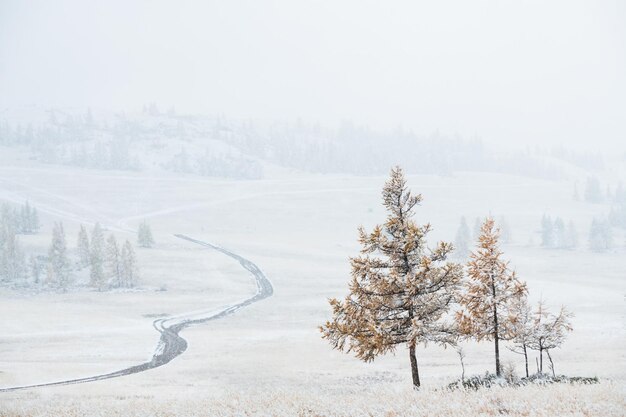 Snowcovered trees in the mountains during snowfall