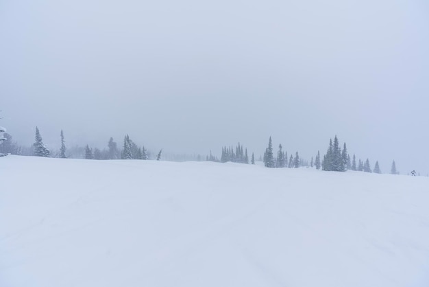 snowcovered trees among snowdrifts on the mountainside in Sheregesh during a blizzard in bad weather