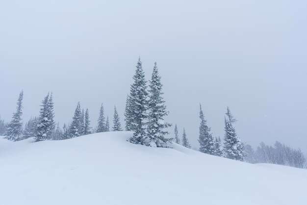 snowcovered trees among snowdrifts on the mountainside in Sheregesh during a blizzard in bad weather