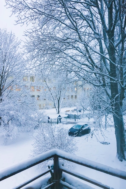 Snowcovered trees in urban park