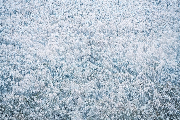 山の冬の森の雪に覆われた木々 冬の背景