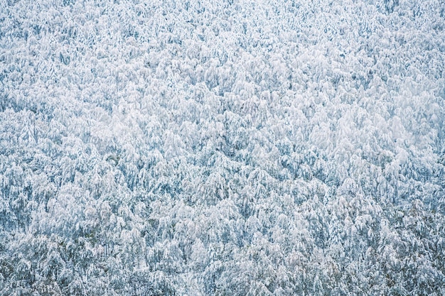 Snowcovered trees in winter forest in the mountains Winter background