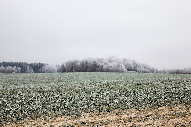 Photo snowcovered trees