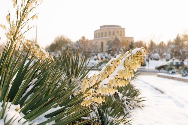 Snowcovered yucca grows in the city