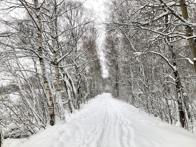 Snowdrifted road among rows of snowcovered trees in winter forest