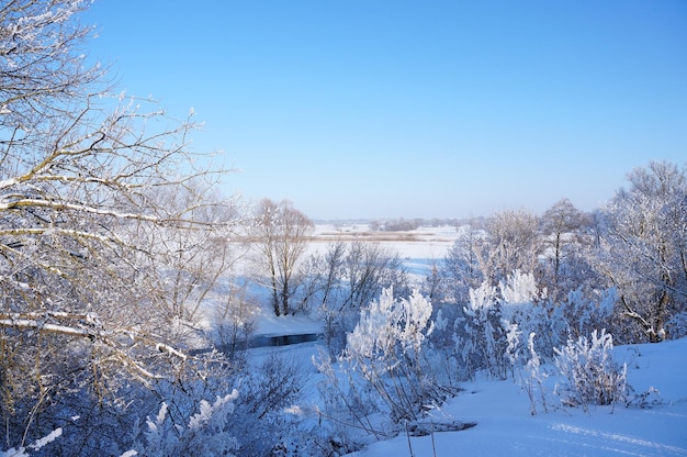 Snowdrifts in the countryside Trees with frost on the bank of a winter river