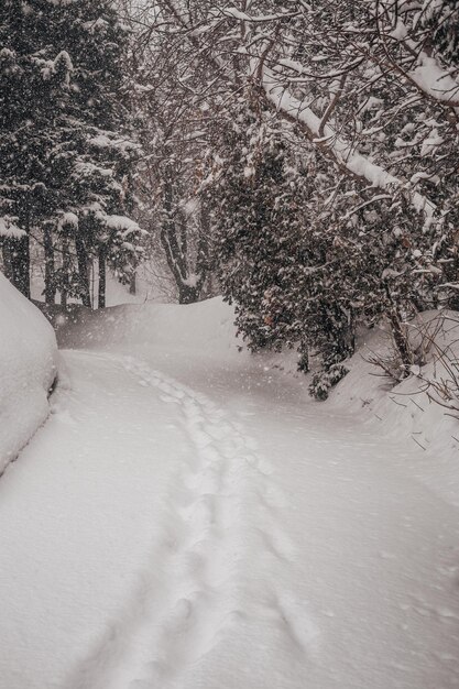 Foto piogge di neve e nevicate in un parco o in una foresta inverno capodanno natale paesaggio di sfondo
