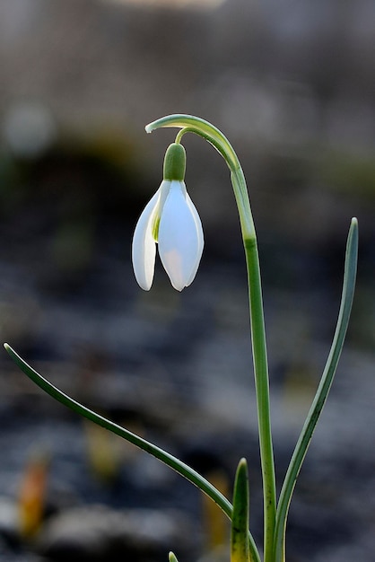 Snowdrop blooming in park