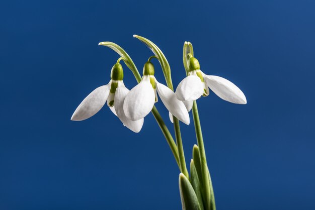 Snowdrop on color background. 