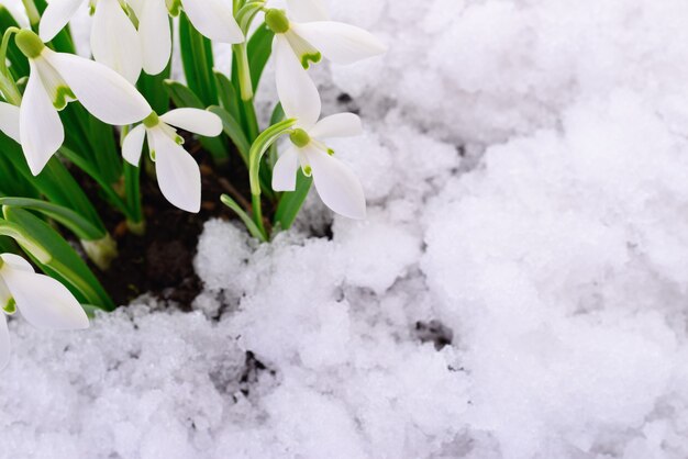 Snowdrop flower coming out from real snow isolated on white.