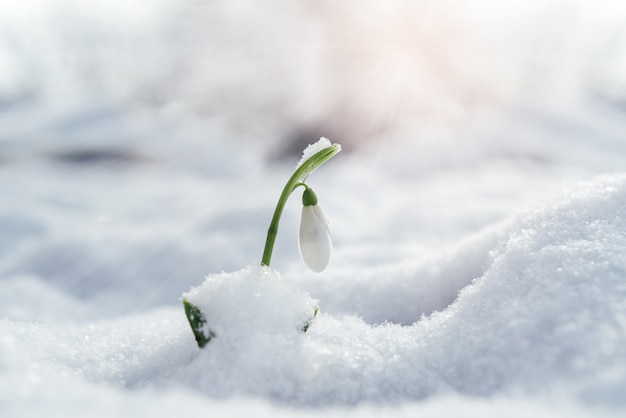 写真 スノードロップの花は厚い雪の層から現れ、春先に最初の春の花が咲きます