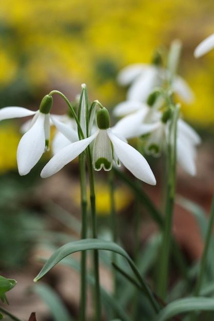 Фото Цветок снежинки galanthus nivalis вблизи