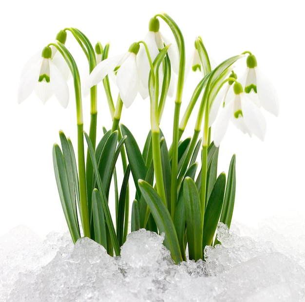 Snowdrop flower isolated on white